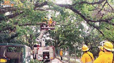 消防員用升降台升到樹頂鋸走枯樹枝。	（李子強攝）
