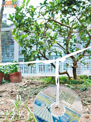 有中學把無用的教材、學材光碟放到校內花圃，利用光碟反光來趕雀。