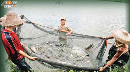 計劃要求養魚戶不能用藥治魚病，只能減低養魚密度，減少魚患病的機會。