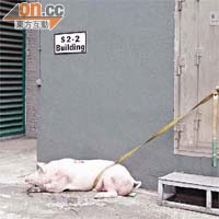 肥豬被趕出隧道管道，綁在變壓房旁。