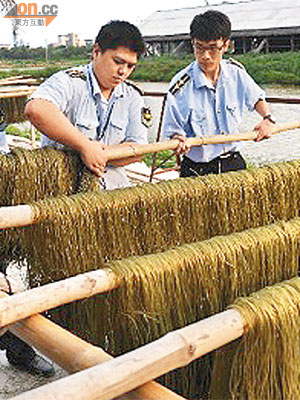 東莞粉條添工業石蠟<br>廣東省中山市早前揭發有奸商以平價粟米粉中加入墨汁、工業石蠟製成「黑心紅薯粉」。	（資料圖片）