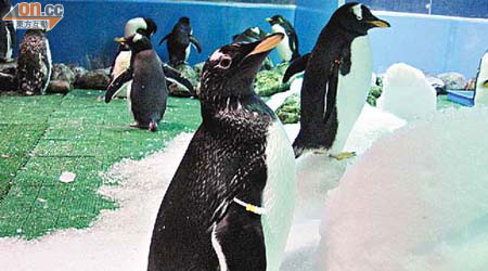六十多隻企鵝中，有四隻不幸死亡。