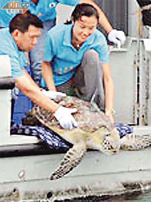 漁護署早前在蒲台島放生四隻綠海龜。
