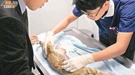 獸醫發現貓女被竹籤插穿，出現多個血洞。	（香港非牟利獸醫診所提供）