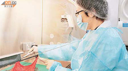 實驗室科研人員展示胎盤羊膜。