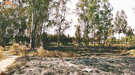 南生圍遭火災後多棵樹木被燒毀，土地燒焦。	（受訪者提供）