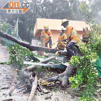 消防員在大網仔清理倒塌阻路的大樹。	（左錦鴻攝）