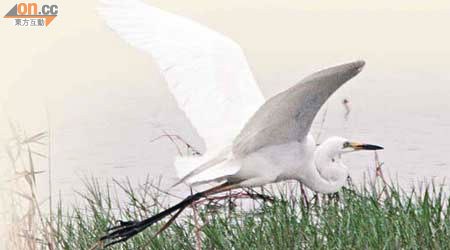 米埔自然保護區在剛過去的冬季錄得七萬隻雀鳥。	（蘇文傑攝）