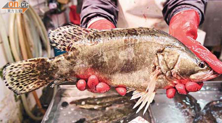 魚類的阻燃劑含量<BR>PBDE含量（納克/每克魚肉）<BR>桂花魚（14.2）