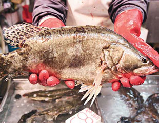 食魚削精冇仔生