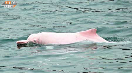 本港水域常有高速船及捕魚船，令不少中華白海豚身上傷痕纍纍。	（海洋公園保育基金提供）