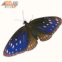藍點紫斑蝶為本地最主要的越冬紫斑蝶。