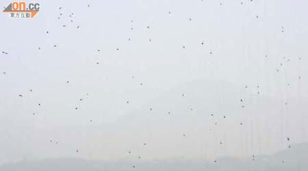 成千上萬隻蚊在窗前飛動，情景嚇人。