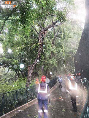 工作人員在大雨中砍伐動植物公園的「爪哇決明」。	（吳欽旺攝）