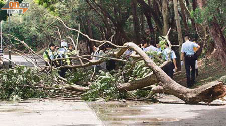 死者當日在沙田圓洲角公園踏單車時，遭塌樹砸死。