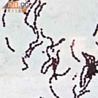 甲類鏈球菌是其中一種可引致壞死性筋膜炎的細菌。