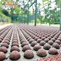 香港動植物公園的石春徑以圓膠粒代替卵石。