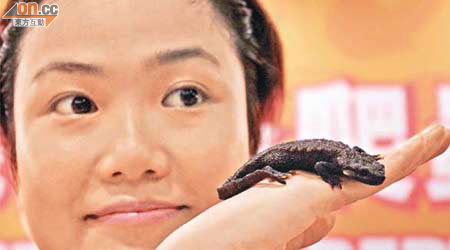 全球現僅存不足一百隻的稀有鎮海棘螈。