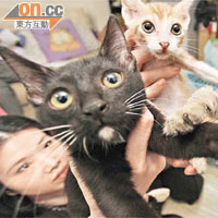 林小姐（左一）與友人本想為初生貓得到更好的照顧，詎料墮入「貓騙子」陷阱。	（周景文攝）