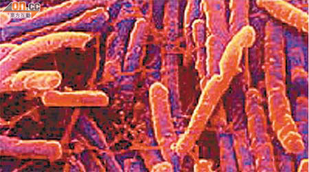 梭狀芽胞桿菌可引致腹瀉。
