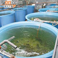 魚苗於台灣育魚場人工繁殖，不用捕捉野生龍躉。