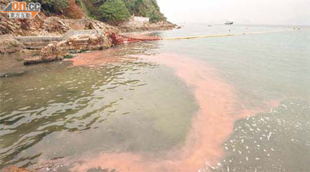 魚排多數設在內灣地區，水流較慢，積聚有機物，海中藻類易大量繁殖，形成紅潮。