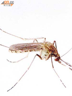 三帶喙庫蚊是傳播日本腦炎的主要媒介。