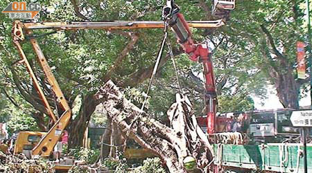 被砍伐移除的細葉榕樹齡逾百年，康文署要出動吊臂車將樹木主幹移走。	（林少兒攝）