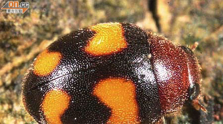 香港角毛瓢蟲<br>香港獨有的「香港角毛瓢蟲」，身軀只有半粒白米大，但色美豐富。（香港昆蟲學會提供）