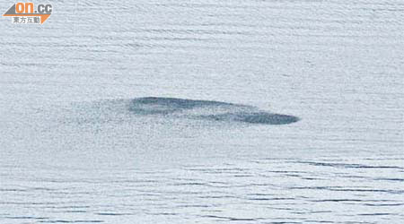 在吐露港海面發現疑為鯨魚黑影，讀者指會翻身及噴水。	（周亮恒攝）