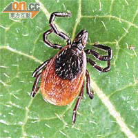 蜱蟲是傳播斑疹熱的病媒。