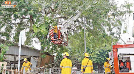 消防員清理老樹上的危險枯枝。	（翁火攝）
