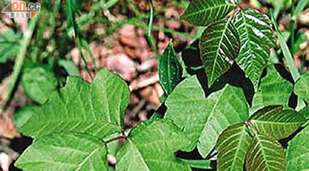 北美洲極常見「毒藤」（Poison Ivy）