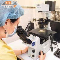 生殖醫學中心人員利用顯微鏡監察胚胎細胞分裂是否正常。	（麥潤田攝）