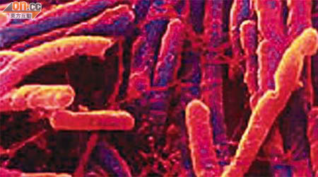 梭狀芽胞桿菌只會生長在低氧氣環境中，即癌細胞核心。