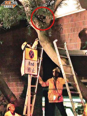 消防員準備爬樹救貓（紅圈示）。