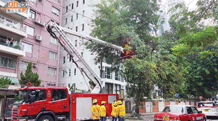 消防員用升降台靠近大樹，將折斷的樹枝移走。	（馬竟峯攝）
