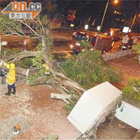三聖邨一棵大樹倒塌，消防員在場清理。（楊日權攝）