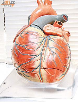 心臟冠狀動脈側支有助血液流動，減低血管梗塞機會。