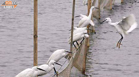 漁戶抗爭，今年來港過冬候鳥隨時飛陷雀網變死鳥。