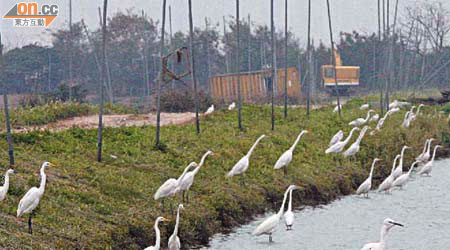 本港魚塘每日受到候鳥滋擾，業界估計魚獲年損失逾千萬元。
