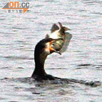 有獵魚殺手之稱的鸕鶿，水底下一斤重魚張口可得。
