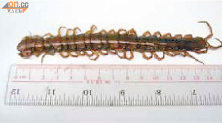 檢獲其中一條咬人的蜈蚣長十五厘米。（香港醫學雜誌）