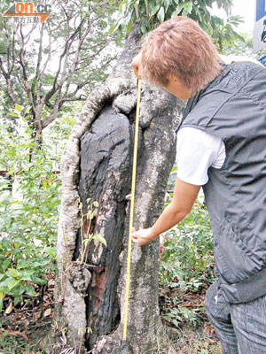 康文署雖已移除四棵危樹，但車場內仍有樹木被嚴重蛀蝕。