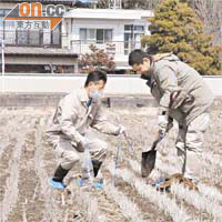 日本技術人員檢測農作物的放射性物質。