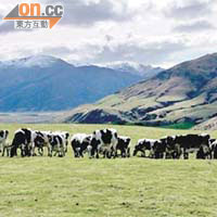 天然乳品（新西蘭）控股有限公司於新西蘭設有農場。
