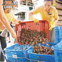 剩菜變佳餚流程圖<BR>女工在街市收集多箱賣剩的蔬菜。