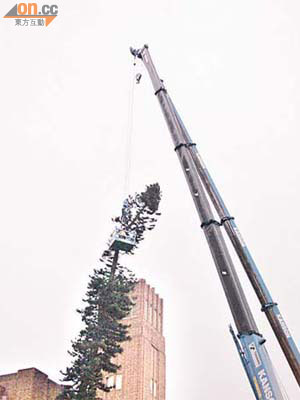瑪利諾修院學校的「鬼樹」去年被斬，引起公眾關注。	（資料圖片）