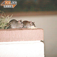 鼠隻三五成群出動，在鎂光燈下亦毫無懼色。