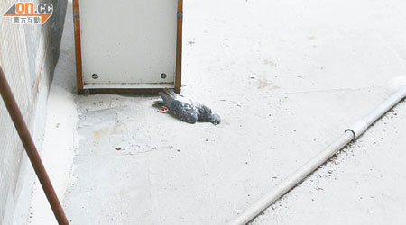 民主黨總部樓層嘅冷氣機槽平台發現有白鴿屍體，真係唔老利。